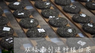 从福建引进种植白茶/2023071516948