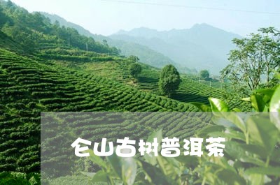 仑山古树普洱茶/2023112617360