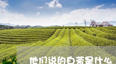 他们说的白茶是什么/2023081270613