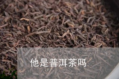 他是普洱茶吗/2023042539037