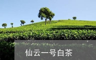 仙云一号白茶/2023051285142