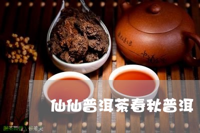 仙仙普洱茶春秋普洱/2023070959572