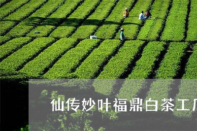 仙传妙叶福鼎白茶工厂直销/2023111603261