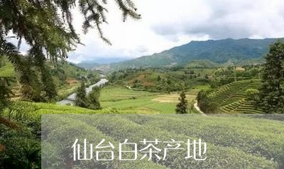 仙台白茶产地/2023051231538