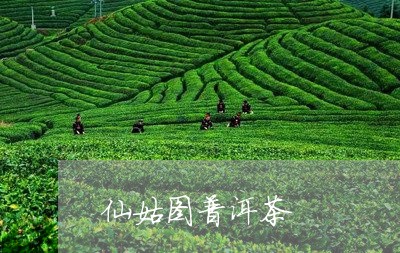 仙姑图普洱茶/2023042637620