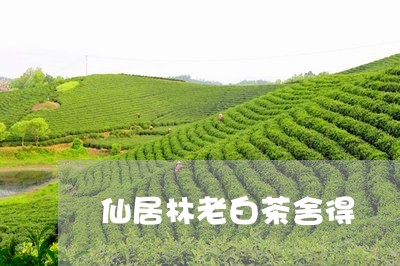 仙居林老白茶舍得/2023061558582