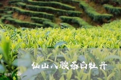 仙山八骏茶白牡丹/2023090648370