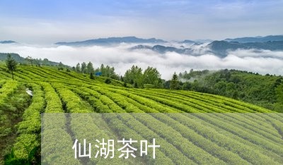 仙湖茶叶/2023110850592