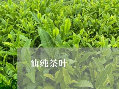 仙纯茶叶/2023090108417