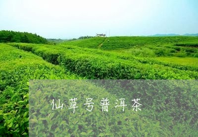 仙草号普洱茶/2023042698907