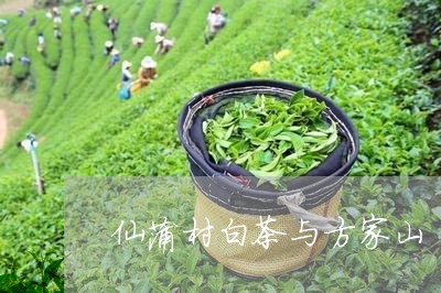 仙蒲村白茶与方家山/2023121674136