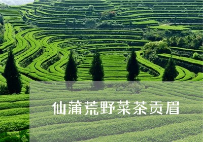 仙蒲荒野菜茶贡眉/2023090980385