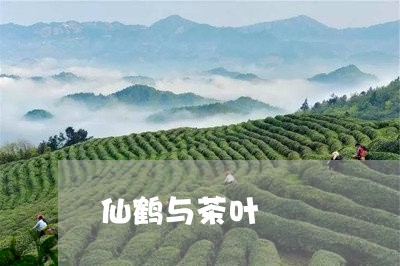 仙鹤与茶叶/2023041756265