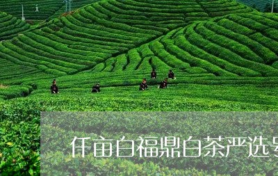 仟亩白福鼎白茶严选号/2023120802604