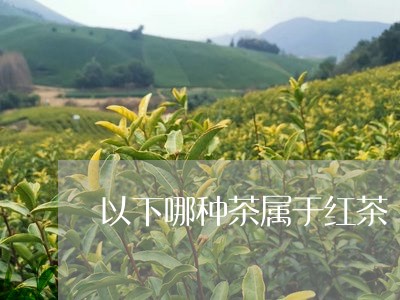 以下哪种茶属于红茶/2023042071702