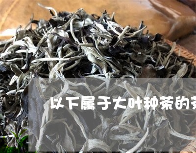 以下属于大叶种茶的茶/2023071570506