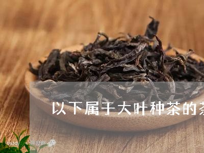 以下属于大叶种茶的茶/2023092080584