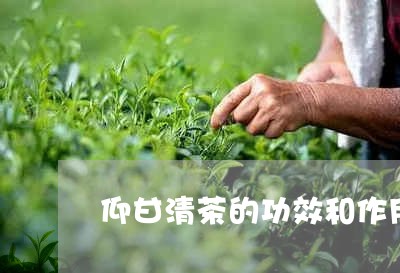 仰甘清茶的功效和作用/2023071561606