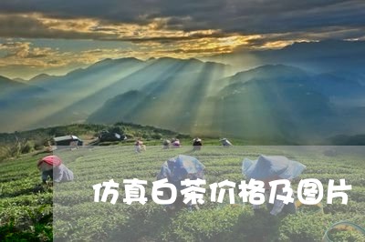 仿真白茶价格及图片/2023071403916