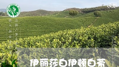 伊丽莎白伊顿白茶/2023061508462