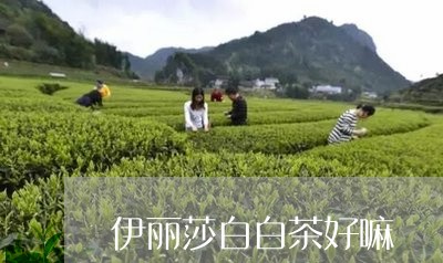 伊丽莎白白茶好嘛/2023061518402