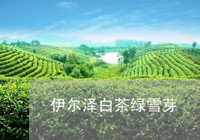 伊尔泽白茶绿雪芽/2023061544918