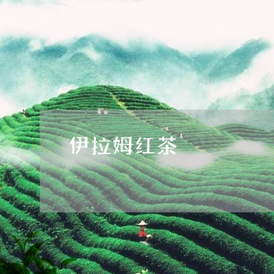 伊拉姆红茶/2023121949471