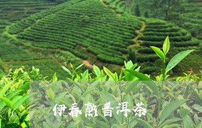 伊春熟普洱茶/2023042654779