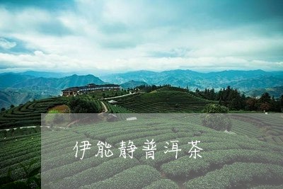 伊能静普洱茶/2023042808114