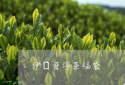 伊韓普洱茶福袋/2023112676170