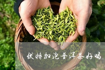 伏特加泡普洱茶好吗/2023112465937