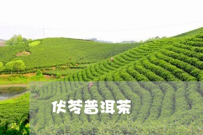 伏苓普洱茶/2023102505037