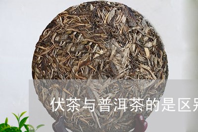 伏茶与普洱茶的是区别/2023062390592