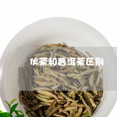 伏茶和普洱茶区别/2023101658572