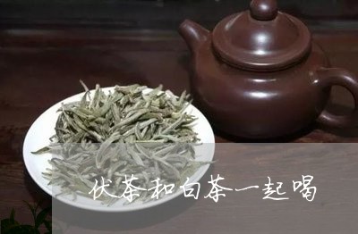 伏茶和白茶一起喝/2023061528302