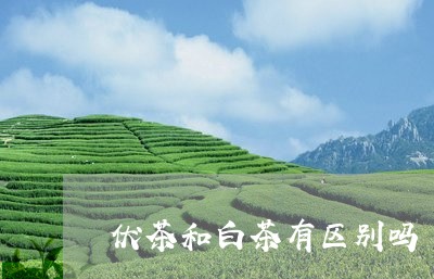 伏茶和白茶有区别吗/2023121676169