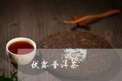 伏露普洱茶/2023082856249