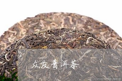 众友普洱茶/2023112638372