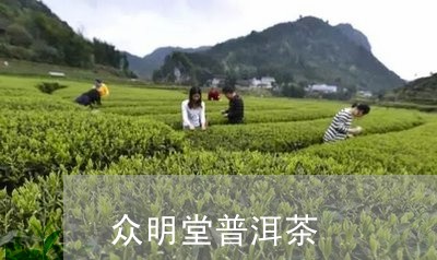 众明堂普洱茶/2023042706718