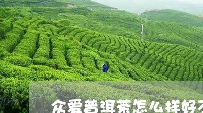 众爱普洱茶怎么样好不好/2023082868603