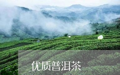 优质普洱茶/2023090690682