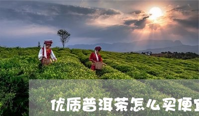 优质普洱茶怎么买便宜又好/2023110520492