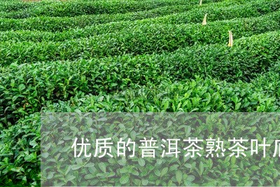 优质的普洱茶熟茶叶底/2023073193257