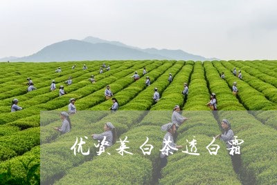 优资莱白茶透白霜/2023061498482