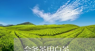 会务茶用白茶/2023051214935