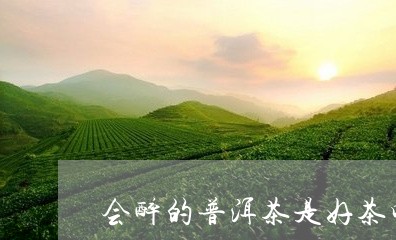 会醉的普洱茶是好茶吗/2023092726380