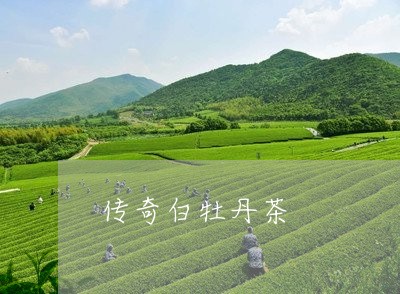 传奇白牡丹茶/2023051239624