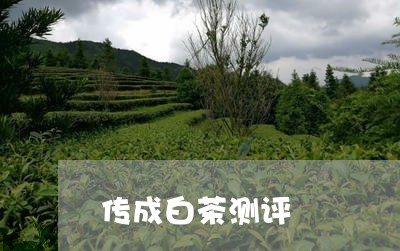 传成白茶测评/2023051215383