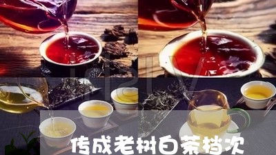 传成老树白茶档次/2023061416472