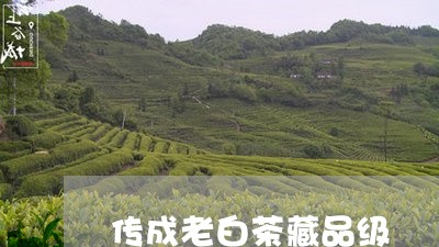 传成老白茶藏品级/2023061406149